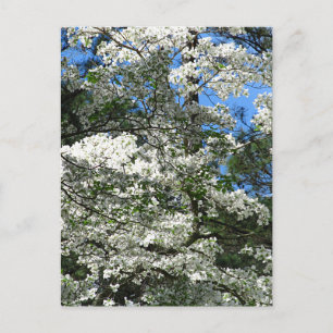 Flowering Dogwood Postcard