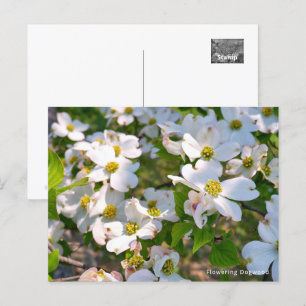 Flowering Dogwood Postcard