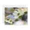 Flowering Dogwood [Postcard]