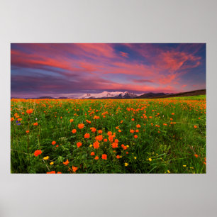 Flowering Globe Flower Poster