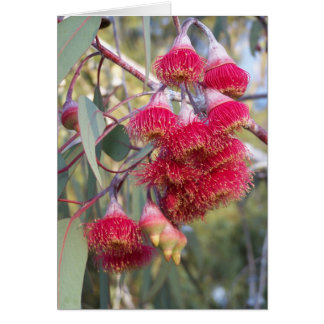 Flowering Gum