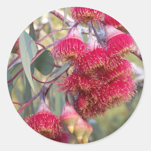 Flowering Gum Classic Round Sticker (Front)