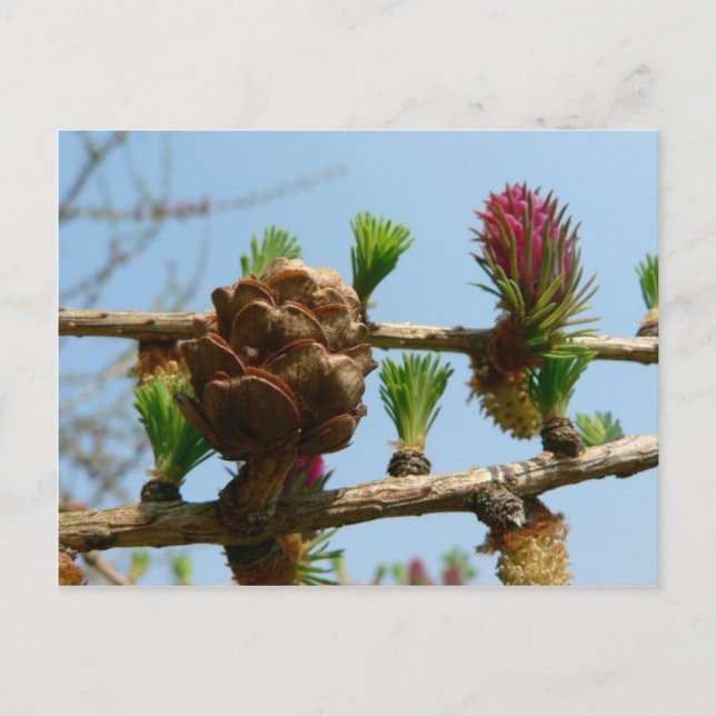 Flowering Larch Postcard (Front)