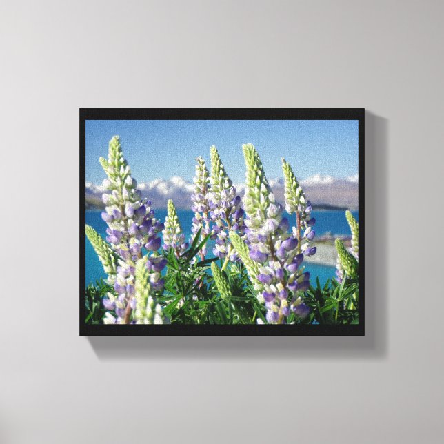 Flowering Lupine New Zealand Landscape Canvas Print (Front)