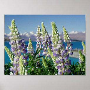 Flowering Lupine New Zealand Landscape Poster