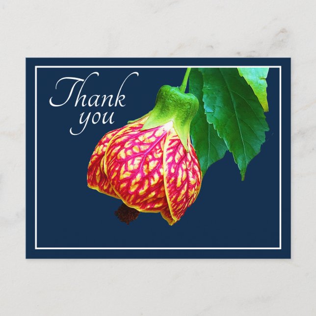 Flowering Maple Flower Blue Background Thank You Postcard (Front)