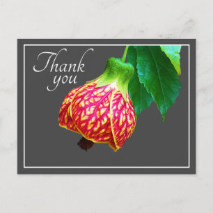Flowering Maple Flower Grey Background Thank You Postcard