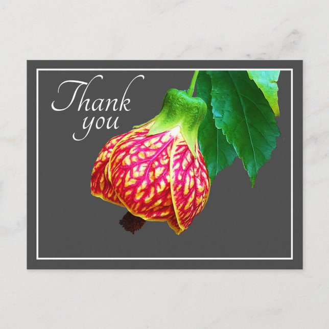Flowering Maple Flower Grey Background Thank You Postcard (Front)
