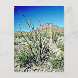 Flowering Ocotillo, Butte Behind Postcard