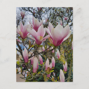 Flowering of large pink magnolia flowers postcard
