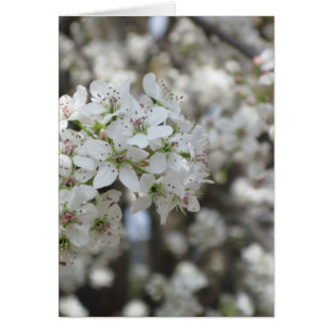 Flowering Pear Tree Bloom