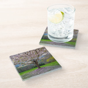 Flowering Pink Cherry Blossom Tree with Woods Glass Coaster