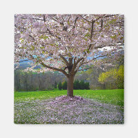 Flowering Pink Cherry Blossom Tree with Woods