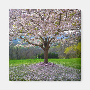 Flowering Pink Cherry Blossom Tree with Woods Magnet