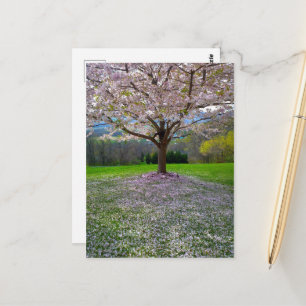 Flowering Pink Cherry Blossom Tree with Woods Postcard
