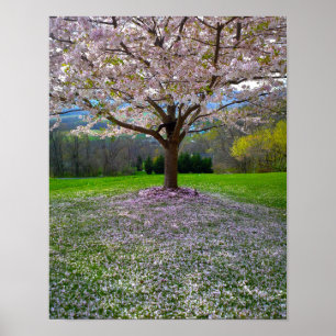 Flowering Pink Cherry Blossom Tree with Woods Poster