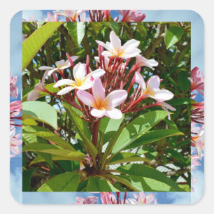 Flowering Pink Frangipani Tree,  Square Sticker