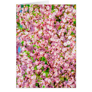 Flowering Plum