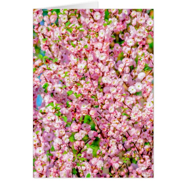 Flowering Plum (Front)