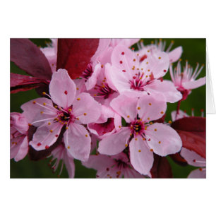 Flowering Plum - Blank card