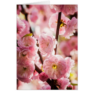 Flowering Plum - Pink Paradize
