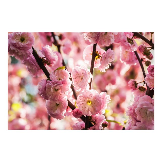 Flowering Plum - Pink Paradize Photo Print (Front)