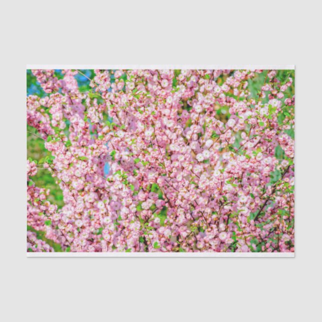 Flowering Plum Tissue Paper (Front)