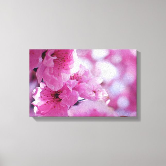 Flowering Plum Tree Blossom Canvas Print (Front)