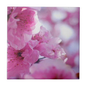 Flowering Plum Tree Blossom Tile