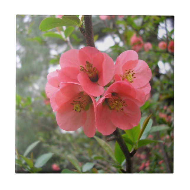 Flowering Quince Tile (Front)