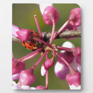 Flowering Redbud with Ladybug Plaque