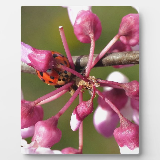Flowering Redbud with Ladybug Plaque (Front)