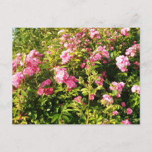 Flowering Rosarium Postcard