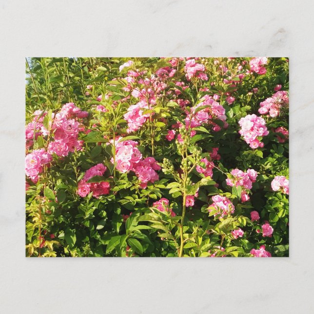 Flowering Rosarium Postcard (Front)