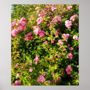 Flowering Rosarium Poster
