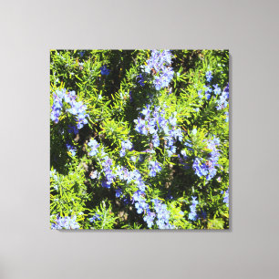 flowering rosemary bush canvas print
