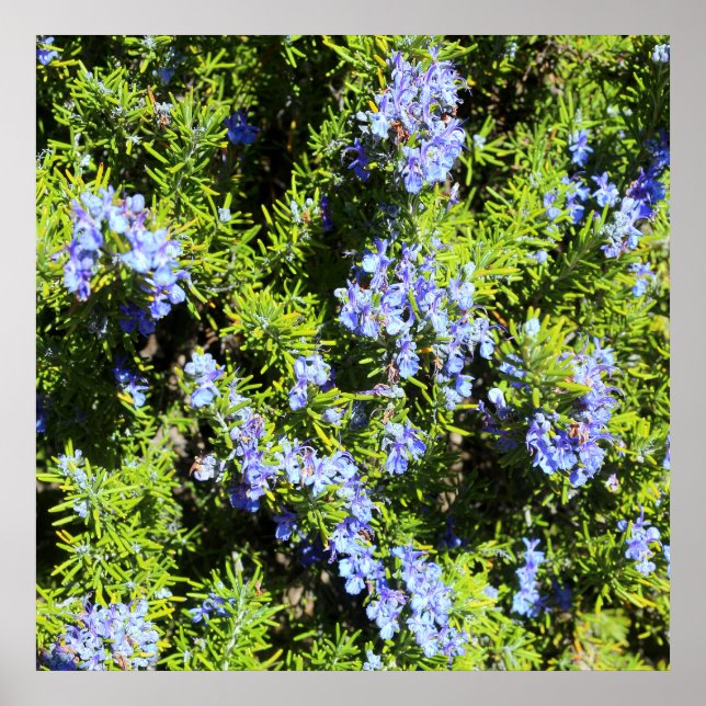 flowering rosemary bush poster (Front)