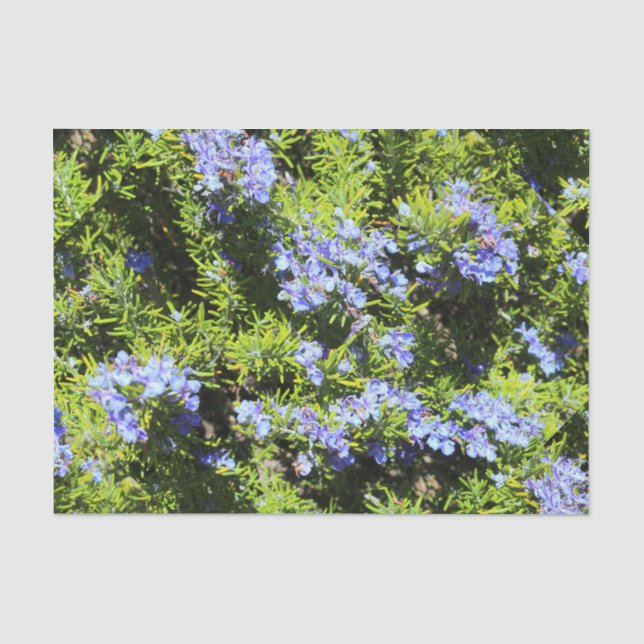 flowering rosemary tissue paper (Front)