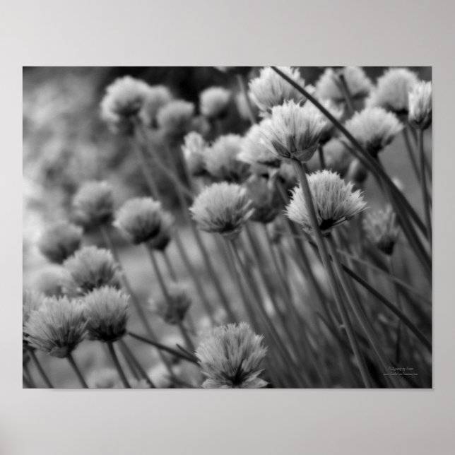 Flowering Scallion Allium Black And White Poster (Front)