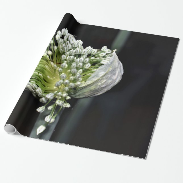 Flowering Spring Onion Wrapping Paper (Unrolled)