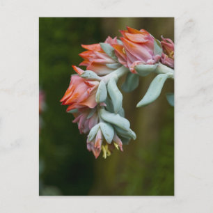 Flowering Succulent Postcard
