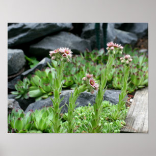 Flowering Succulents Hens And Chicks Poster