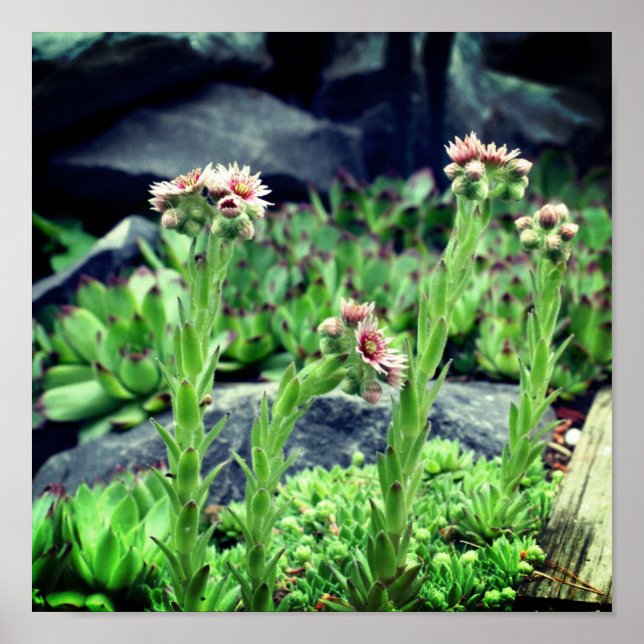 Flowering Succulents  Poster (Front)