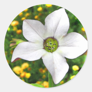 Flowering Tobacco Classic Round Sticker