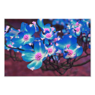 Flowering Tree blossom  Photo Print
