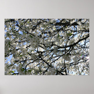 Flowering Tree Poster