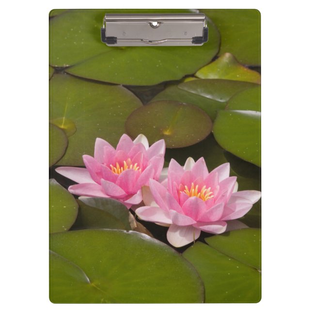 Flowering water lilies clipboard (Front)