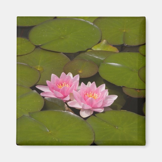 Flowering water lilies magnet (Front)