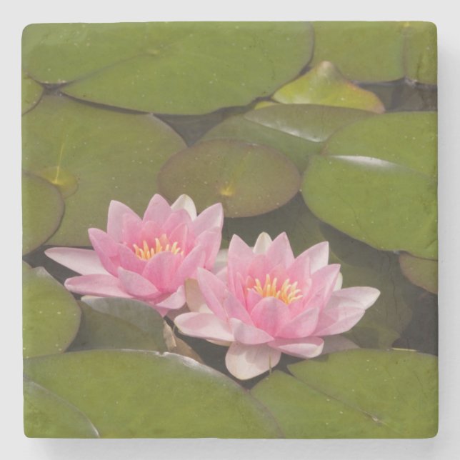 Flowering water lilies stone coaster (Front)