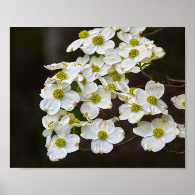 Flowering White Dogwood Poster (Front)